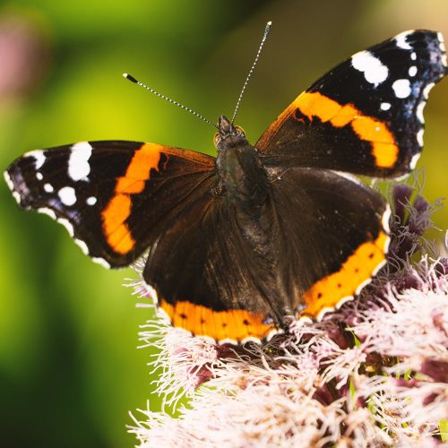 IL Media - Portfolio